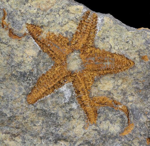 Ordovician Starfish (Petraster?) Fossil - Morocco #45070